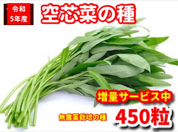 空芯菜の種22g【450粒前後】★栽培期間中農薬不使用の種
