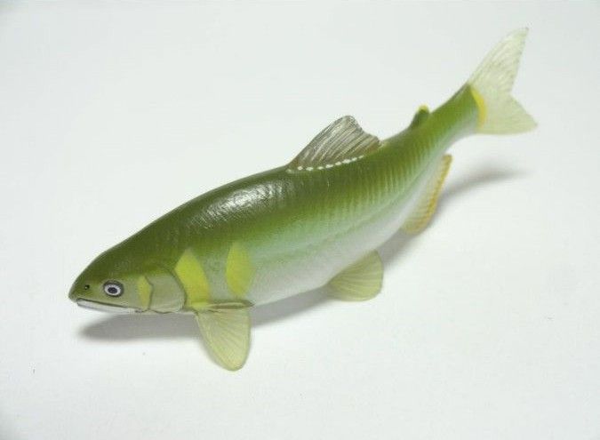 Nature of Japan 日本のいきもの 03 アユ