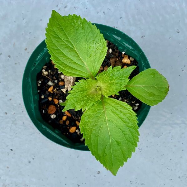 青シソ(大葉)の苗 無農薬栽培 3苗
