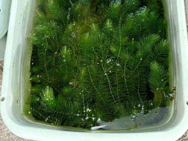 短めの マツモ 無農薬 10本 10cm位