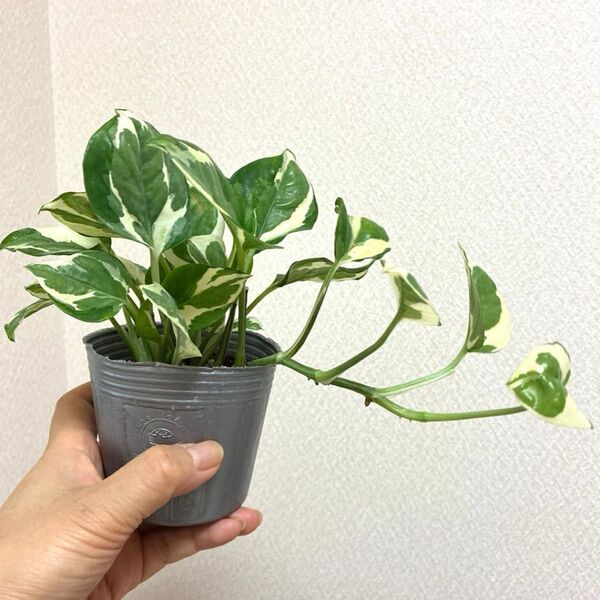 観葉 ポトス エンジョイ 斑入り 抜き苗