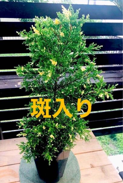 コニファー スノークレスト イトスギ 針葉樹斑入り クリーミーホワイトクリスマス 68cm