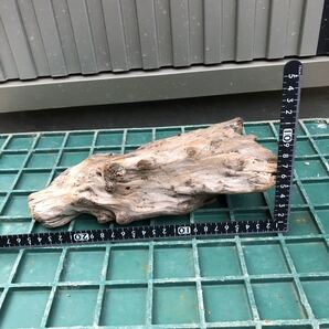自然流木