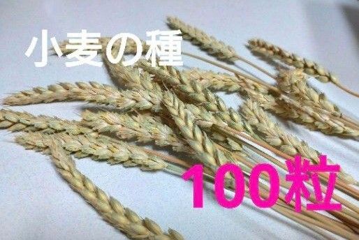 小麦の種 100粒 無農薬栽培