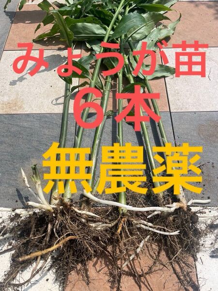みょうが苗 6本 地中茎入り 無農薬