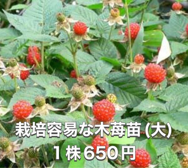 ★★木苺抜き苗(大株)1株★★ 草苺 クサイチゴ 野苺 野いちご 木苺苗 草苺苗 野苺苗 木いちご苗
