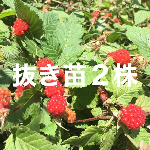 ★★木苺苗2株★★ 美味しい木いちご苗 草苺の抜き苗 栽培容易なラズベリー苗 ワイルドベリー