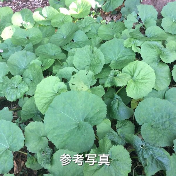 ★★ふきのとうの苗7株★★ふきのとう付き★★蕗の薹 フキノトウ ふき 山蕗 ヤマブキ 山菜の苗木