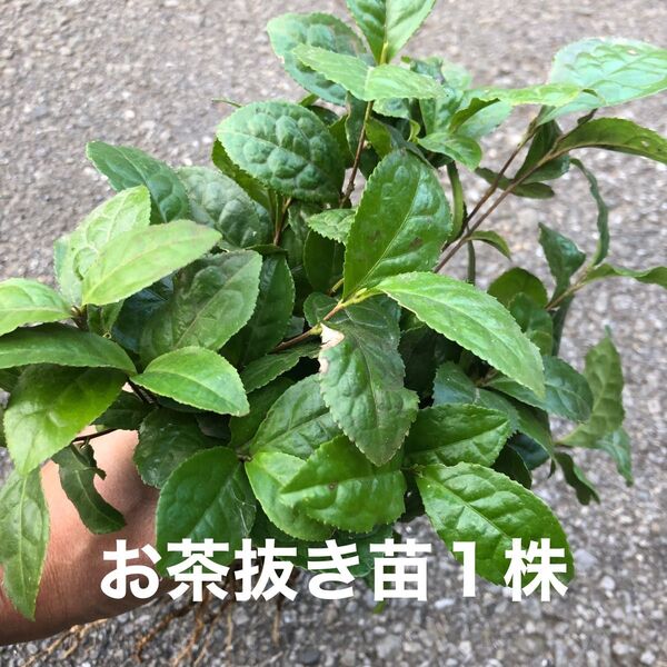 ★★お茶苗1株★★お茶の苗木 日本茶の苗 抜き苗