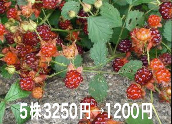 ★★木苺苗5株(大)★★ 5株3250円→1200円 苗代苺 ナワシロイチゴ なわしろいちご 木いちご 木苺 ラズベリー
