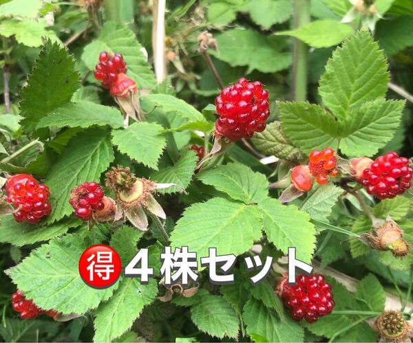 ★★木苺苗4株★★ 美味しい木いちご苗 草苺の抜き苗 栽培容易なラズベリー苗 ワイルドベリー