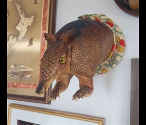 一点物 大変珍しい アルマジロの剥製 壁飾り