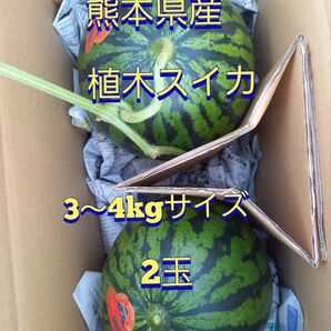 熊本県産植木スイカ 家庭用2玉入り(1玉3kg以上)