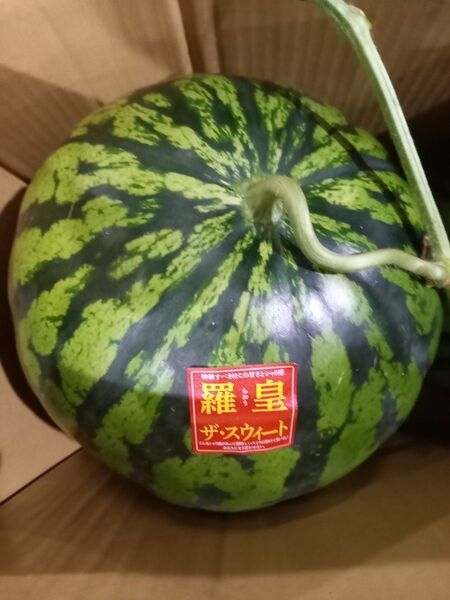 熊本県産植木スイカ 家庭用 羅皇ザ・スウィート2玉入り(1玉5kg以上)