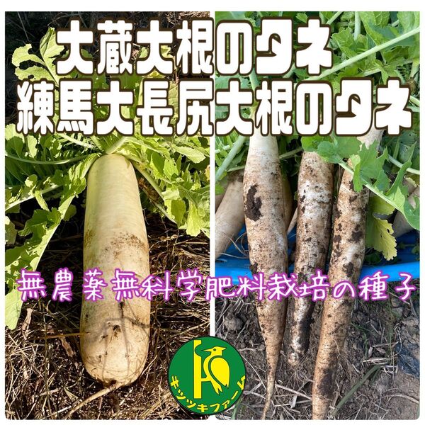 大蔵大根のタネと練馬大長尻大根のタネ 各40粒 無農薬無科学肥料栽培の種子