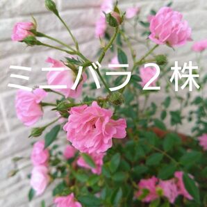 ミニバラ2株