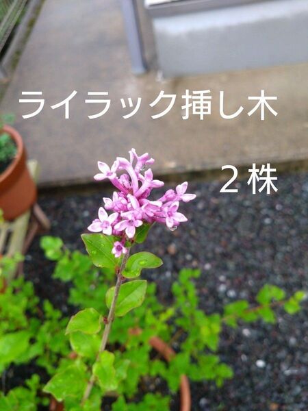 ライラック挿し木