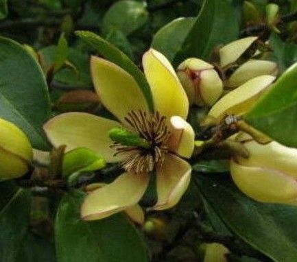 カラタネオガタマカット苗5本+おまけクチナシ1本