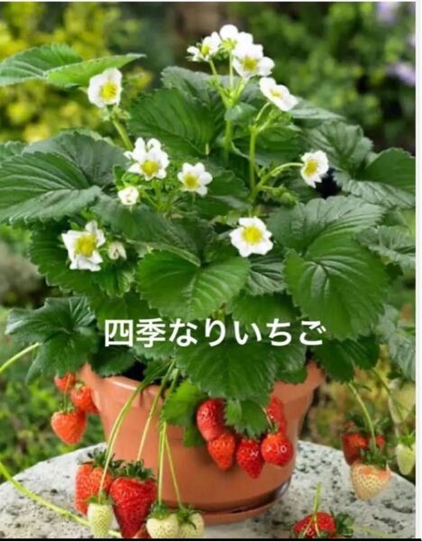 野菜の種 四季なりいちご