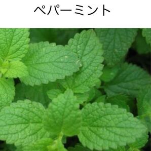 野菜の種 ペパーミント