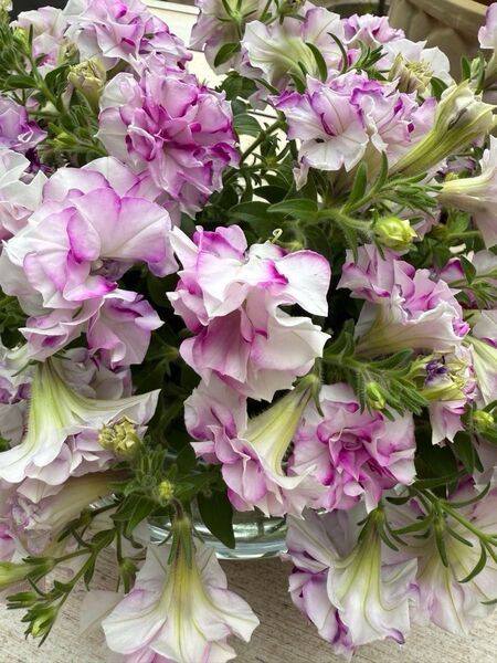 ペチュニア 八重咲き【挿し木苗】1本発根済みと初雪カズラ【挿し木苗】1本発根済み