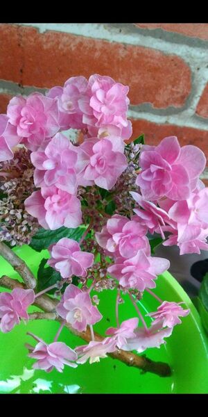ピンク八重 紫陽花 ポット苗1本