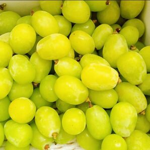 岡山産 シャインマスカット