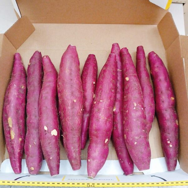 新芋!!里むすめ 徳島産 さつまいも 鳴門金時