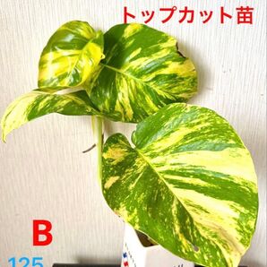 巨大ポトス 黄斑強め 軸太 トップカット苗!B ハブカズラ 黄金カズラ 観葉植物