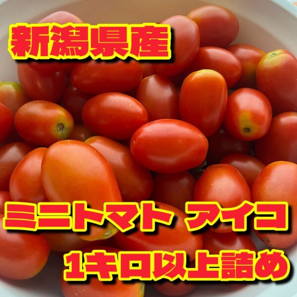 ミニトマト・アイコ 1キロ 新潟県産 コンパクト