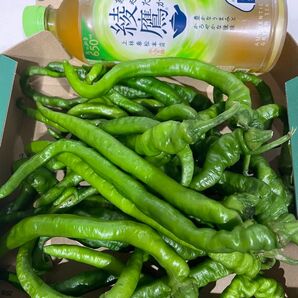 新鮮 青激辛 とうがらし