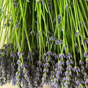 生花 ラベンダー 切花 200本