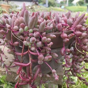 多肉植物 グリーンネックレス