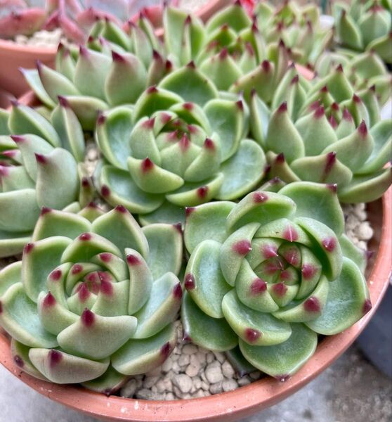 多肉植物 エケベリア ブルードラゴン 5個セット抜き苗