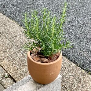 香り広がる癒しの時間 ローズマリーの素焼き鉢植え ロクロ挽きテラコッタ
