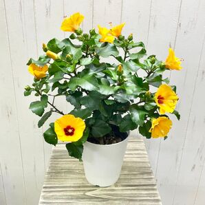 コンパクト咲き ハイビスカス〝プチオレンジ〟鉢植え