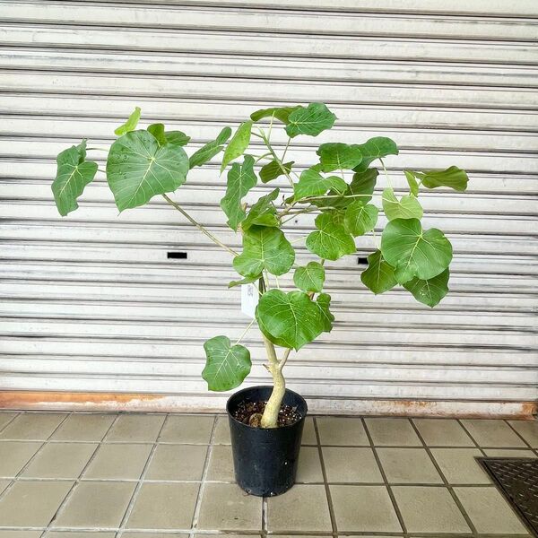 幹太め フィカスペティオラリス 観葉植物 ナチュラルインテリア