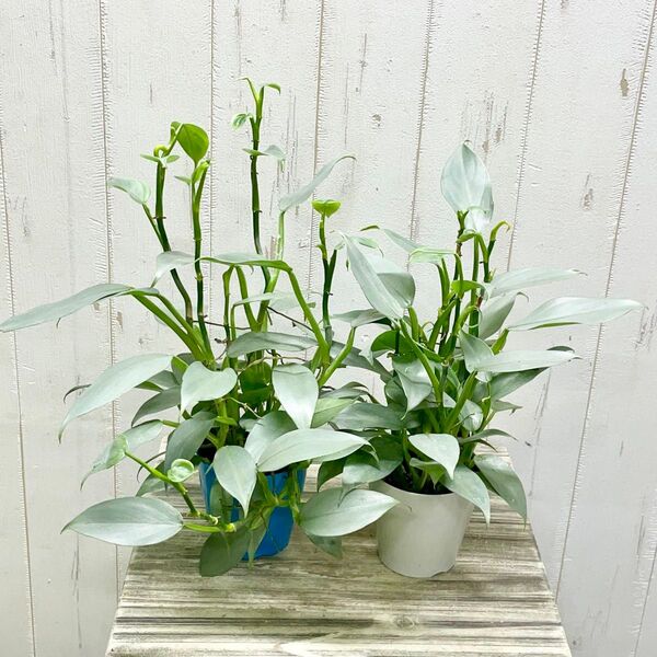 philodendron silver metal フィロデンドロン シルバーメタル