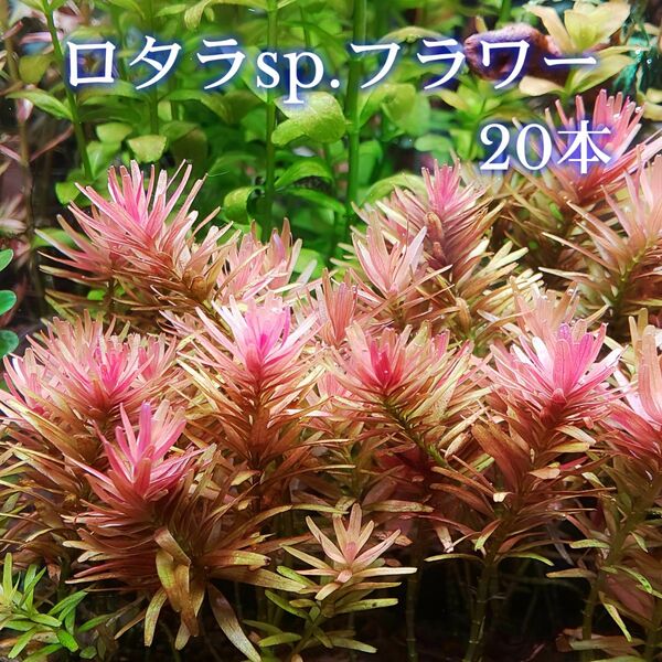 ロタラ sp. フラワー 20本 【ネコポス発送】