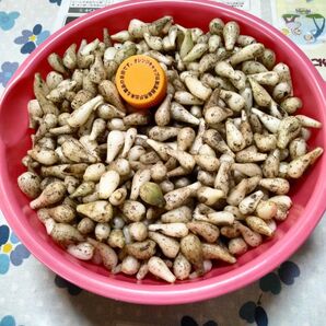 土つきらっきょう