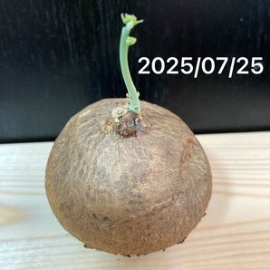ピエレイErectaステファニア 塊根植物 コーデックス 抜き苗 約6cm 観葉植物 ベアルート株 エレクタ発根済 発芽済