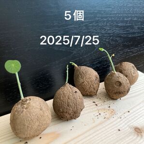 ステファニア エレクタ 5個 約3cm〜約4cm ベアルート ピエレイErecta塊根植物 コーデックス 抜き苗 観葉植物