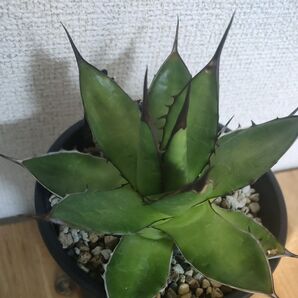 アガベホリダ