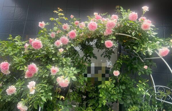 つるバラ苗