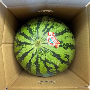 5b-1 すいか 大玉 スイカ 祭りばやし 神奈川 三浦すいか 訳あり 家庭用 1個入り 10キロ以上 5Lサイズ