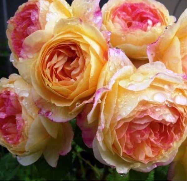 ロソマーネバラ 挿し木苗 入手困難 薔薇苗★四季咲き★強香★薔薇苗★バラ