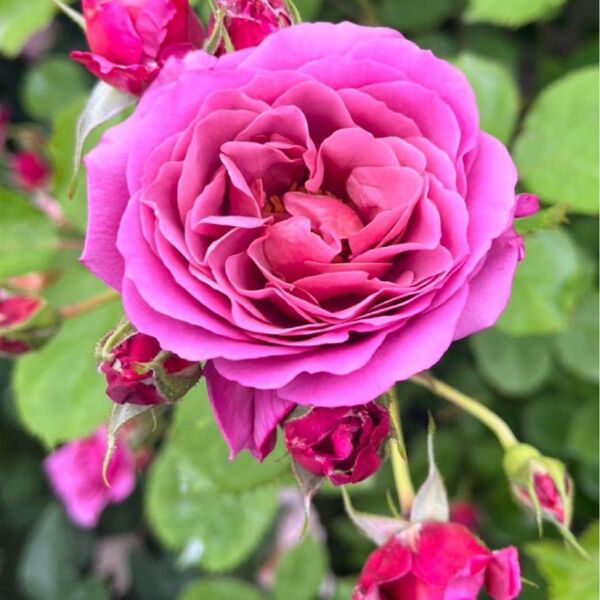 和薔薇★四季咲き★薔薇★薔薇苗★挿し木苗★バラ★強健★初心者向け
