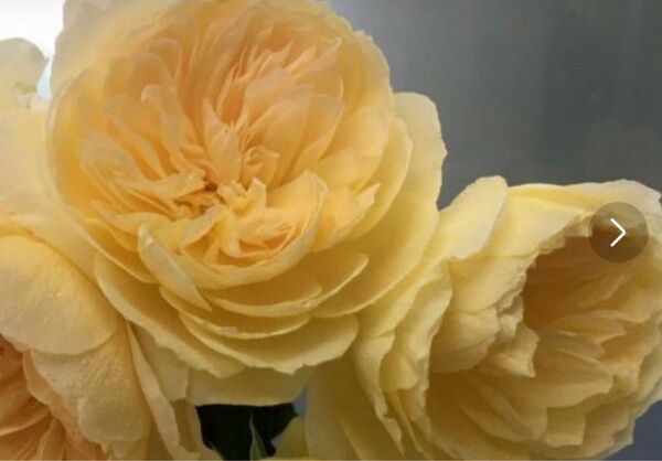 和薔薇 挿木苗 黄色いバラ 薔薇苗