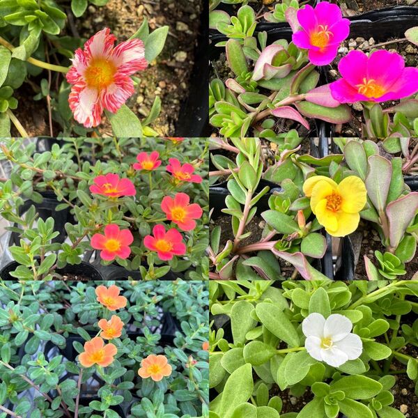 ポーチュラカ MIX穂 50本 花 季節の花 さし穂