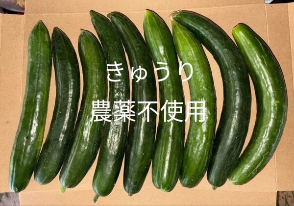 きゅうり 農薬不使用 箱込み1.1キロ